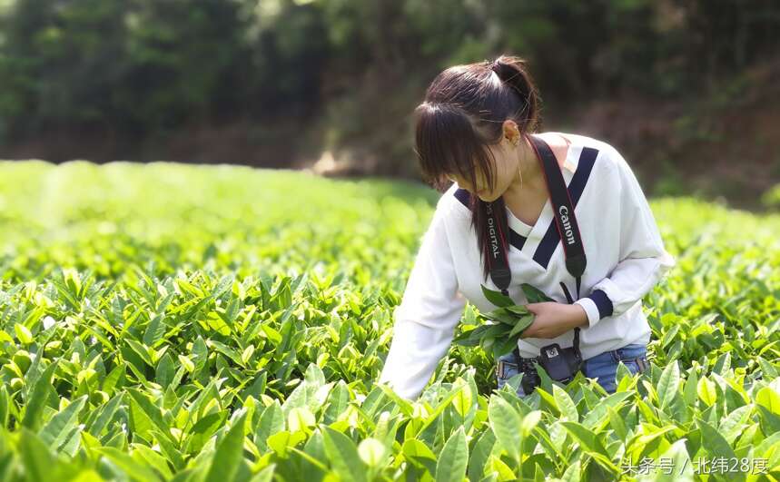 解密！“武夷岩茶”与“大红袍”有什么区别？