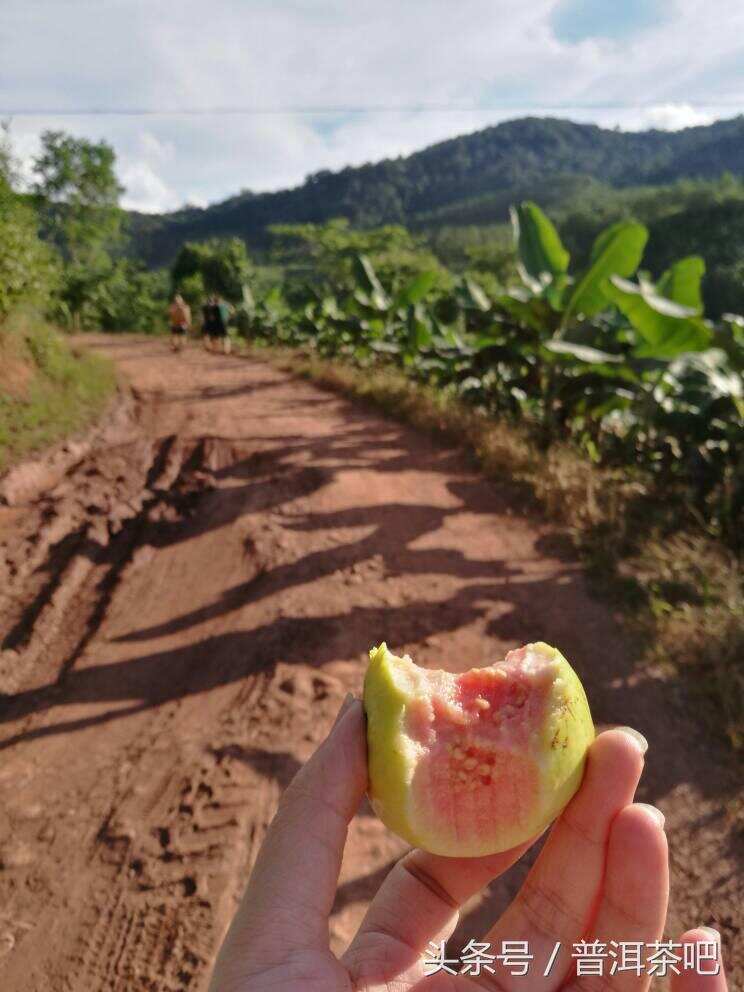 如果寻茶只是一场旅行：2017秋季普洱茶山岁月