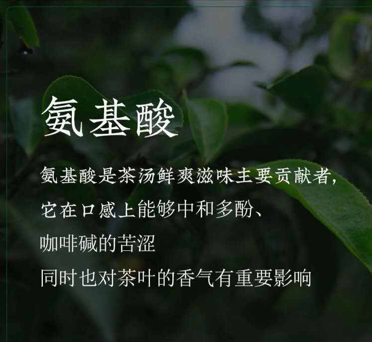 9张图片带你了解普洱茶的内含物质及相关的作用