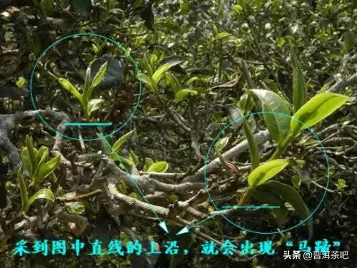 教你辨识春茶中的马蹄头