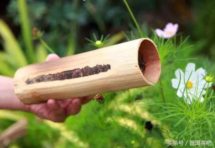 2018普洱茶吧茶山行日记丨勐宋那卡古茶园（二）