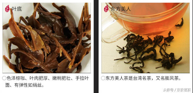 茶中珍品48——台湾东方美人茶（香槟乌龙，干茶有5种颜色相间）