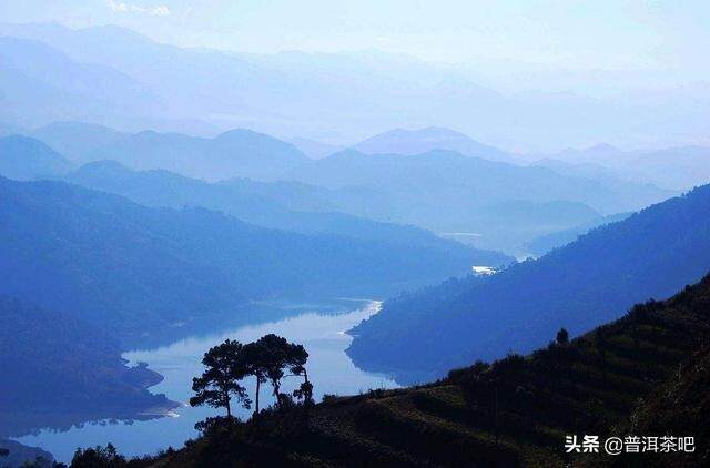 【干货分享】详解临沧云县佛茶圣地白莺山古树春茶