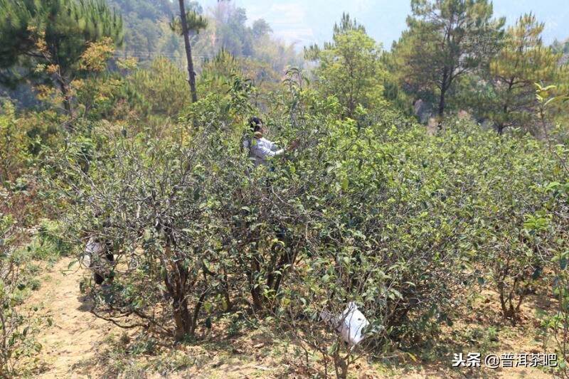 茶山日记丨临沧永德忙肺古茶山（1）