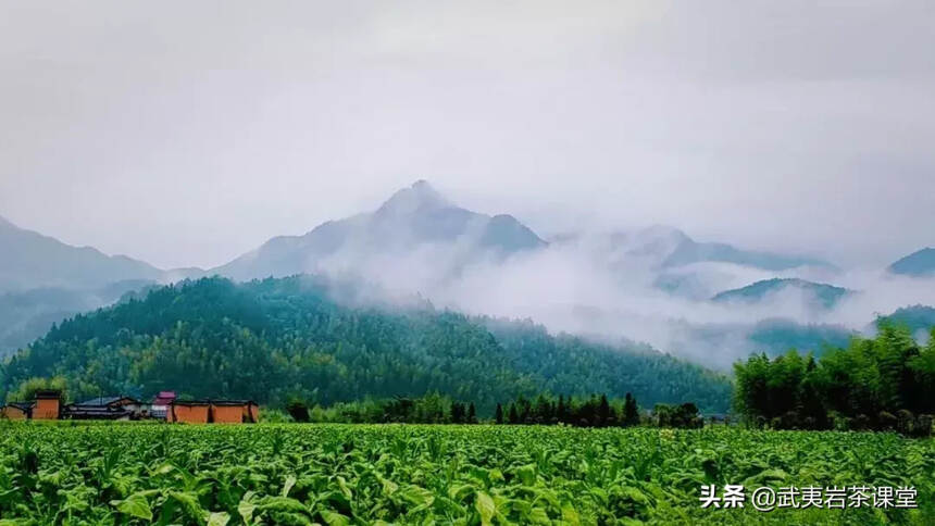 连雨不知春去，一晴方觉夏深——武夷山深度游非常规指南