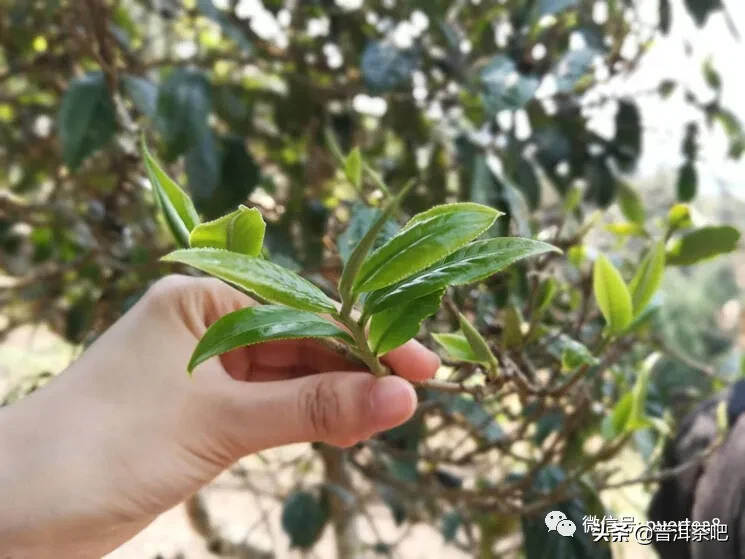 大叶种才是真正的普洱茶吗？中小叶种为何充满争议？