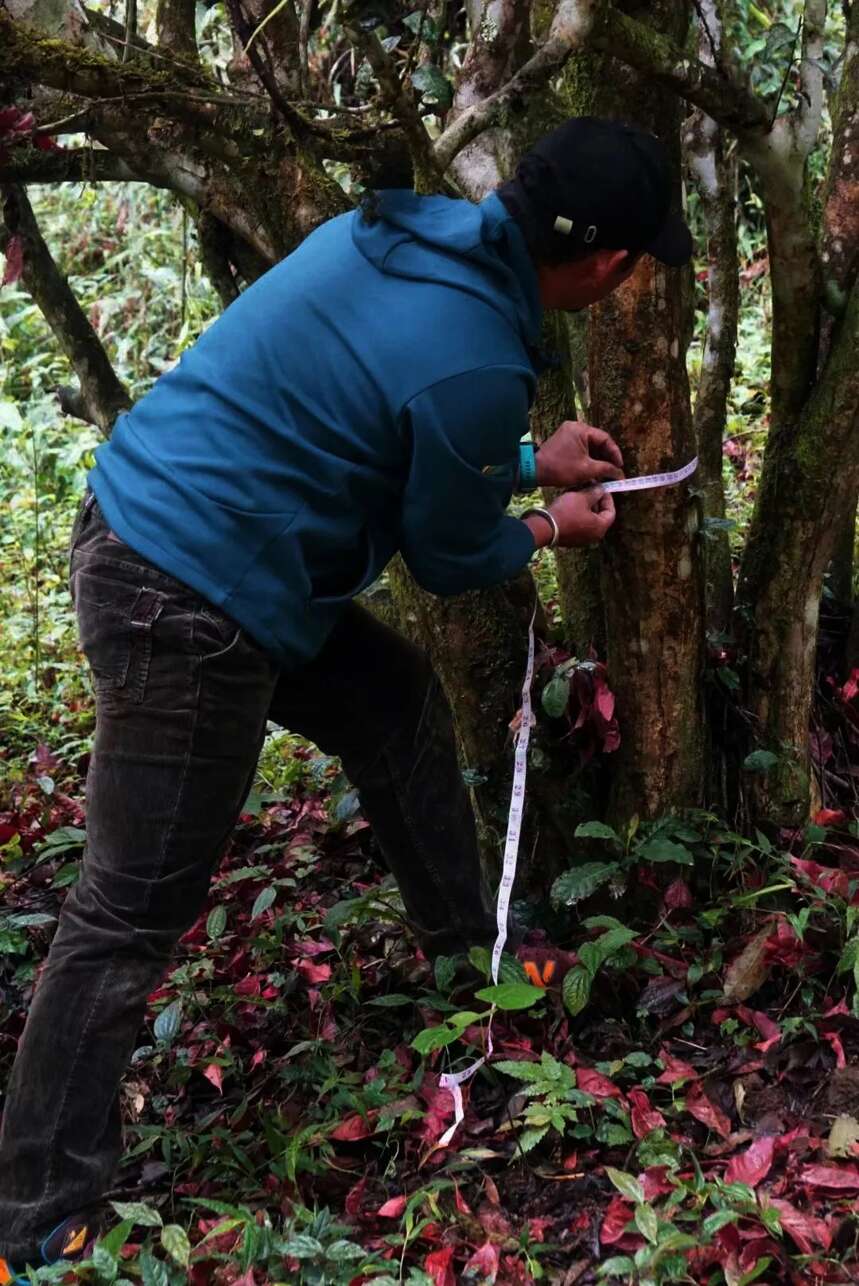 紫者工匠篇：制茶技术狂人李军