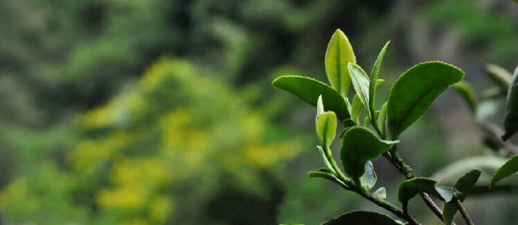 大红袍母树的茶神地位：是武夷岩茶最卓越代表，是武夷茶人的图腾