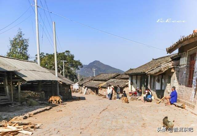 春茶季，怎样才算一场真正的西双版纳旅行？