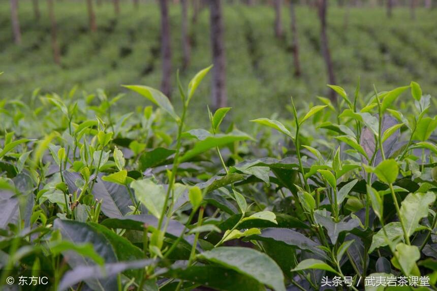 聊茶往事：那些年天价茶最成功的炒作案例，是茶好还是炒作得好？