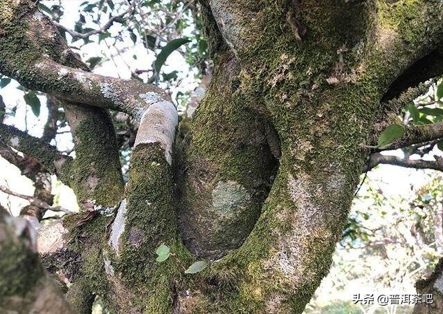 【干货分享】详解临沧云县佛茶圣地白莺山古树春茶