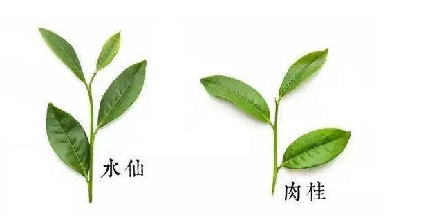 当代武夷岩茶的出路：让茶客明明白白地消费才是硬道理