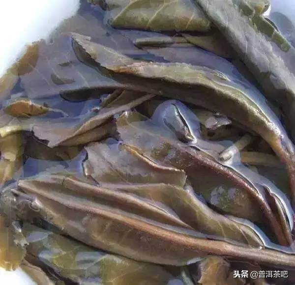 30种常见的普洱茶叶底