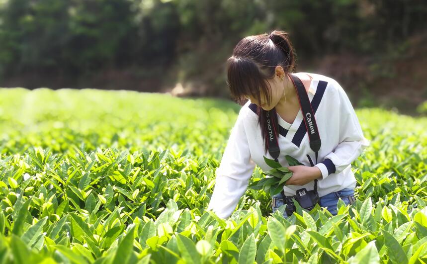 武夷岩茶采摘怎么确定“熟”没“熟”的，开面是什么？