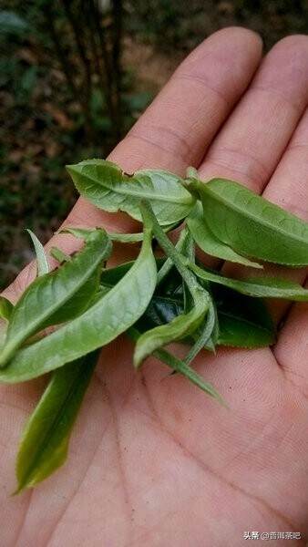 「每日一茶」| 发烧级茶友必备——易武·薄荷塘