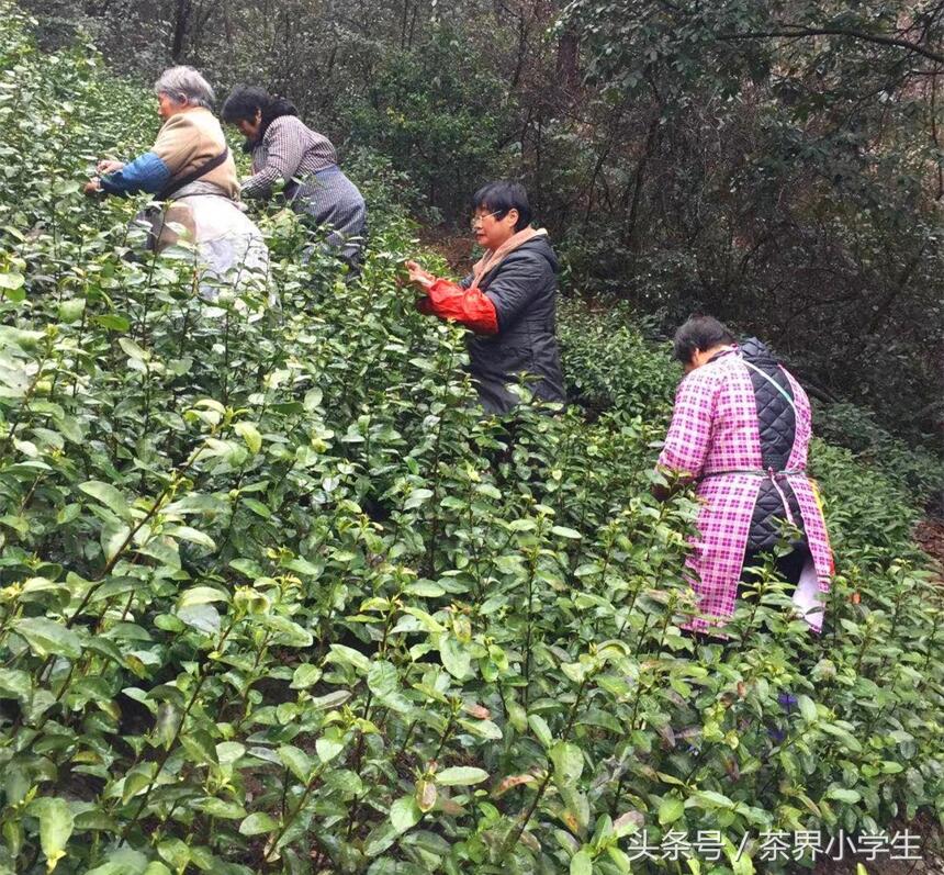 春茶来了哟（3）—浙江龙井绿茶，特点：色绿、香郁、味甘、形美