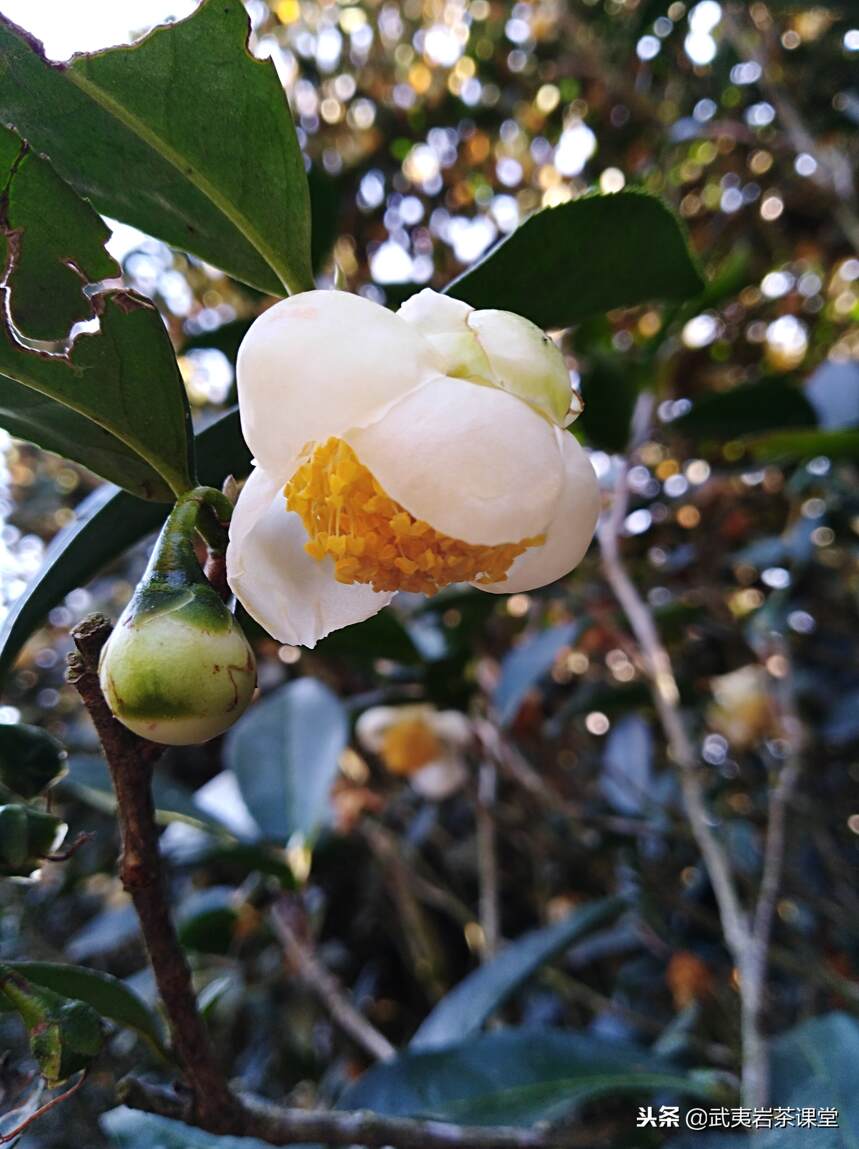 节气茶令｜大雪纷飞冬令寒，诸事宜补万物藏