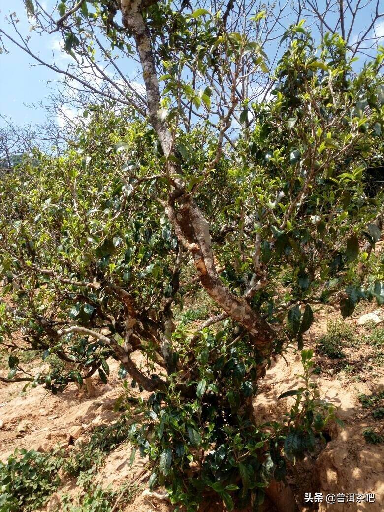 【普洱茶山头】冰岛地界