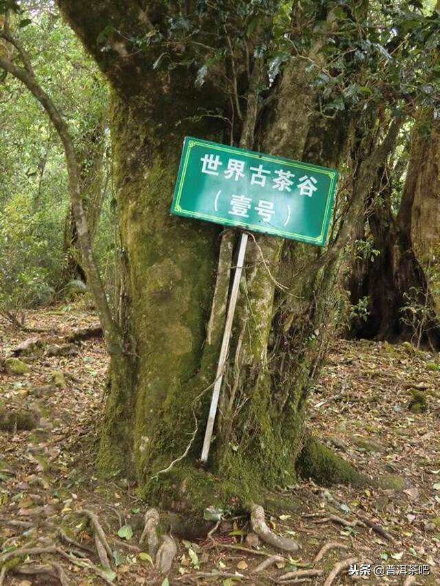 勐海VS勐库丨两大茶区代表茶终极PK