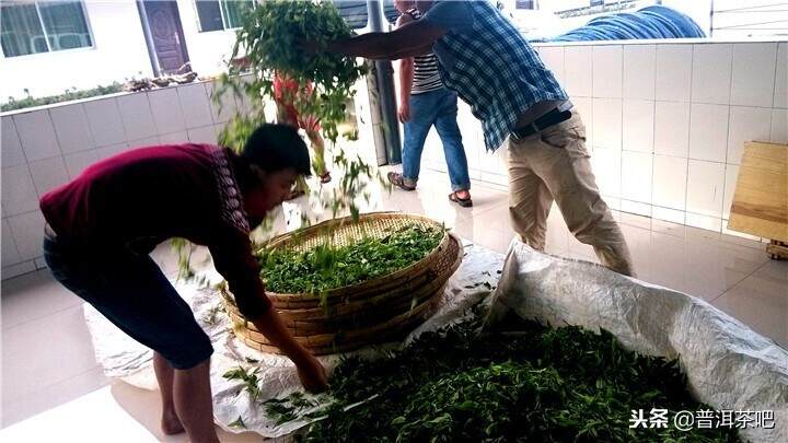 从云南岩茶生产基地解读普洱茶传统晒青工艺的秘密