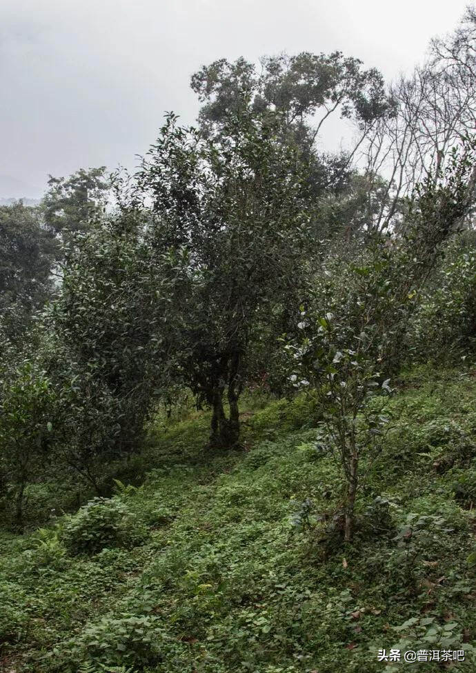 【干货分享】普洱茶一村一寨之易武麻黑村刮风寨普洱茶