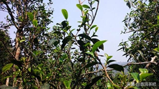 2019普洱茶吧春畅茶山行丨醉爱倚邦茶山