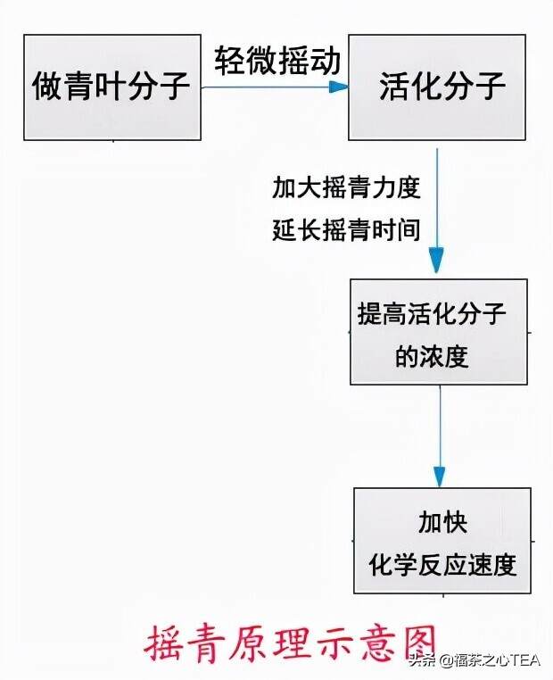 福建之茶 | 武夷岩茶做青原理（参考学说）