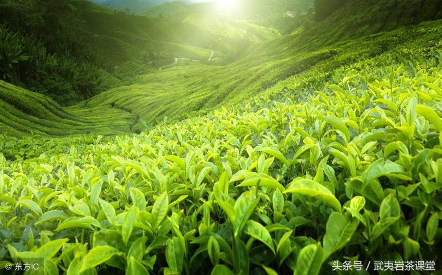 由茶观人看事：醉人何须酒，书能香我不须花