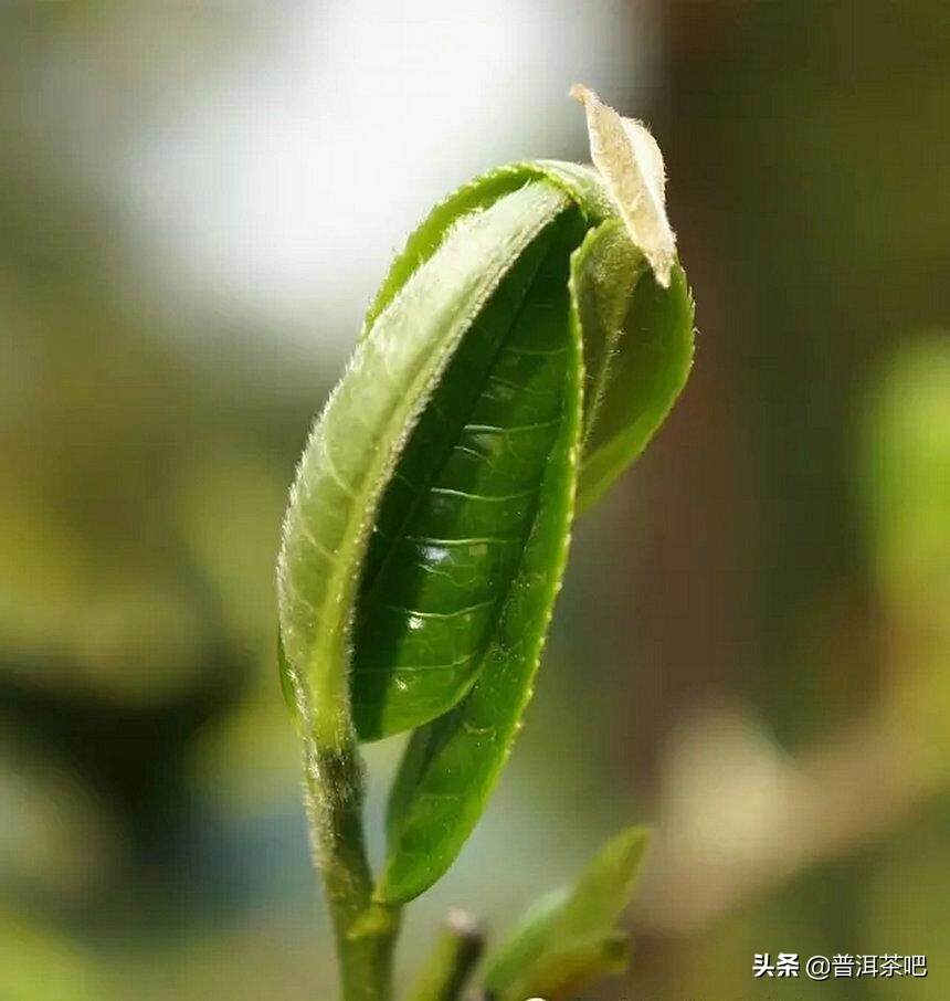 「干货分享」解析拼配茶与纯料茶的优缺点