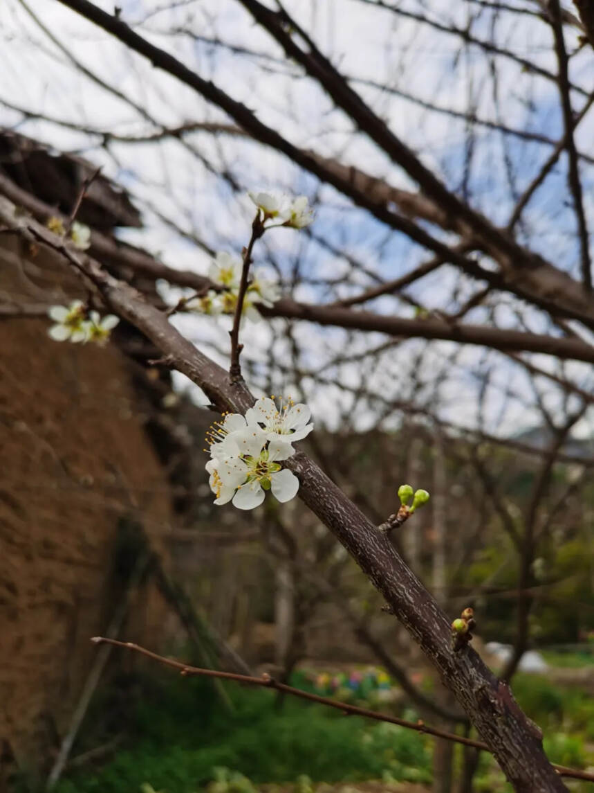 一茶在手，四季都有