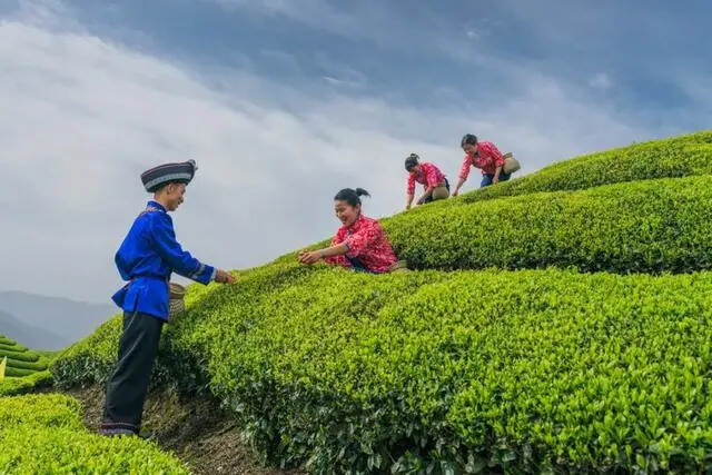 看一片茶叶，如何唱起恩施“重头戏”