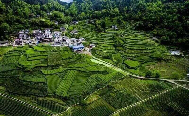 湖北世遗好茶——“唐岩茶”在当代飘香