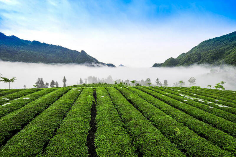 下个“千亿元茶产业”的省份，会是湖北？
