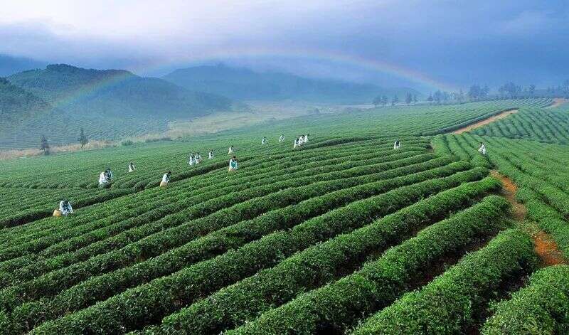 面对激烈的茶叶市场，湖北茶将何去何从？