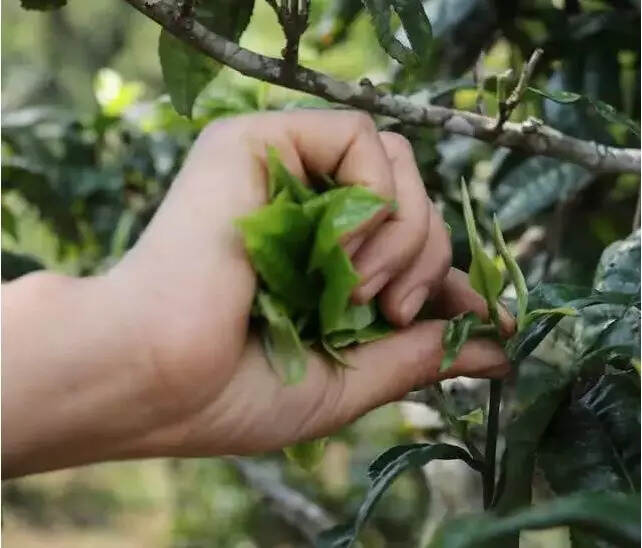 普洱茶里有“马蹄”？