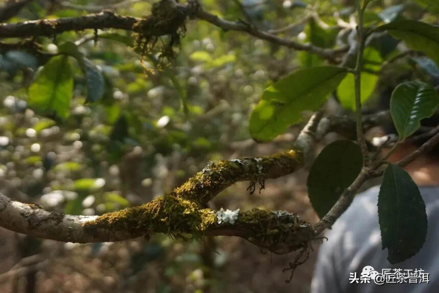 古六大茶山，哪一座才是茶人至爱？