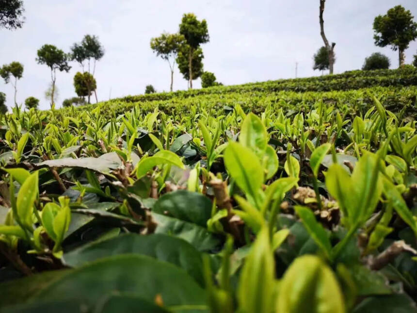 长在向阳面和背阴面的普洱古树茶…