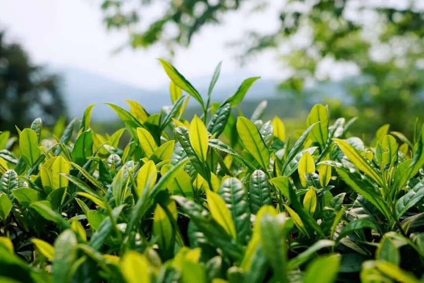 碧水丹山之境，岩骨花香之韵，“武夷研茶”之书