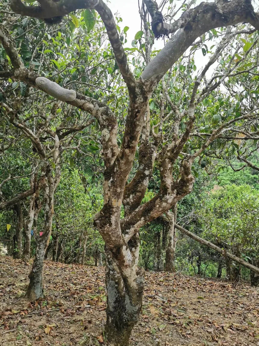 又一个鲜为人知的皇家贡茶