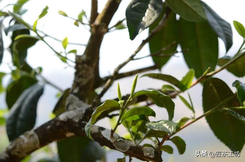 版纳屋脊—滑竹梁子 | 茶界“老油条”变身职场新人，你会录用它吗