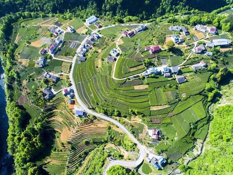 建设欧盟标准茶叶基地，五峰是来真的