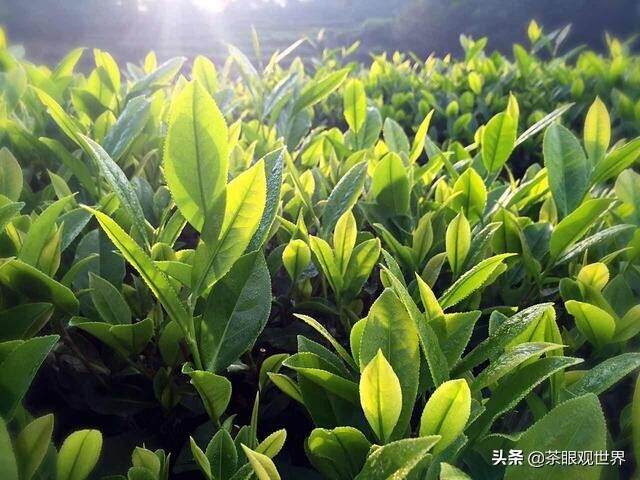 因指见月：到底什么是禅茶？（一）