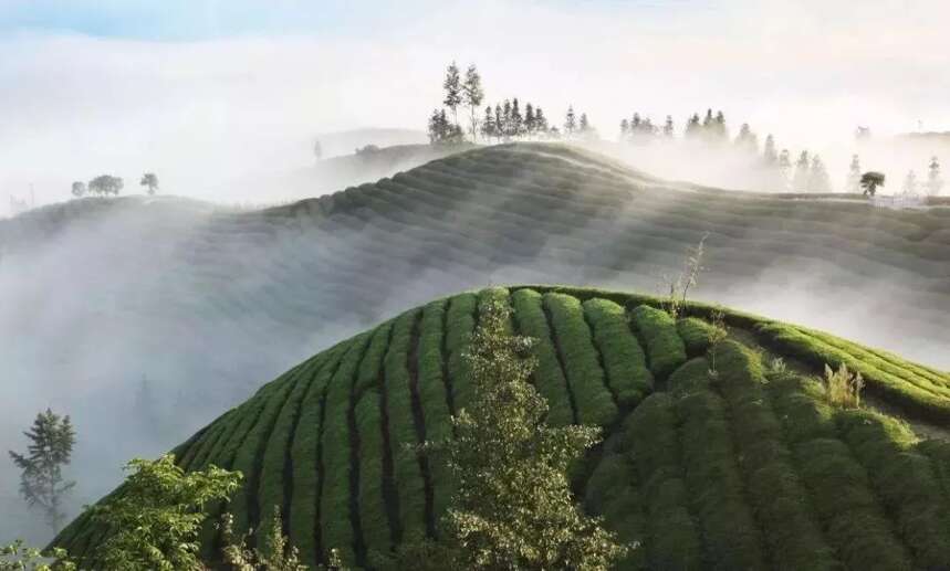 被称湖北“第一古茶”，它在绿茶界身怀奇技