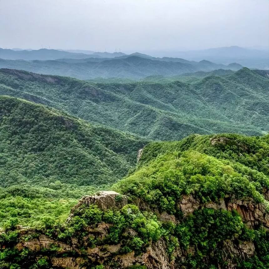 「湖北春茶地图」在山与茶中品味湖北春色