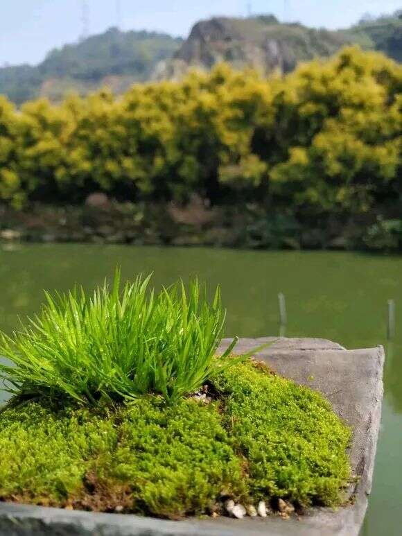 择一隅清幽，喝茶赏蒲