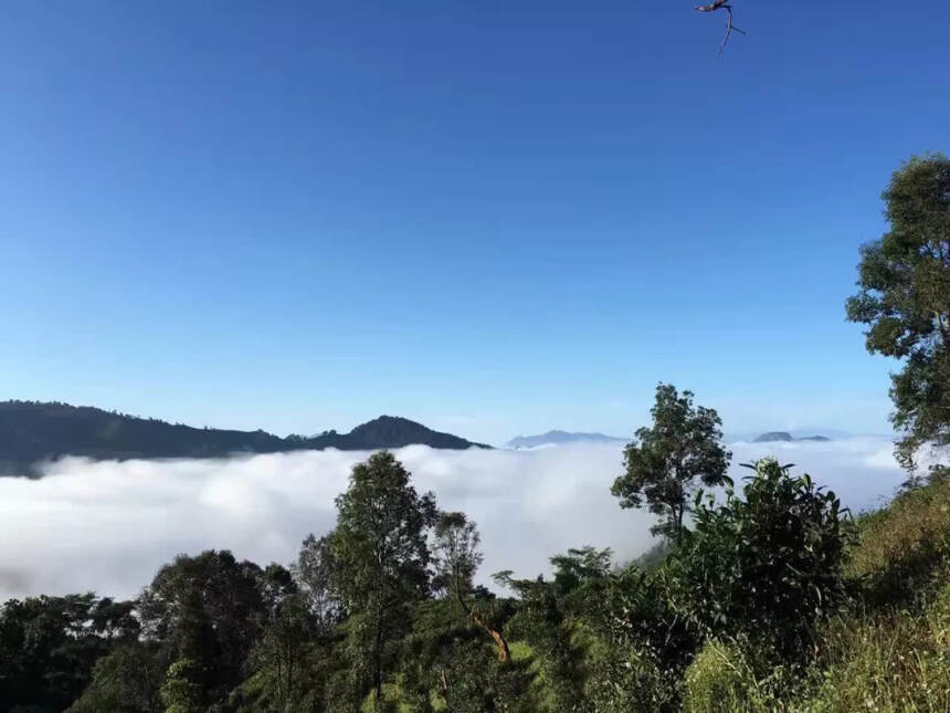 小叶倚邦香，明清贡茶藏