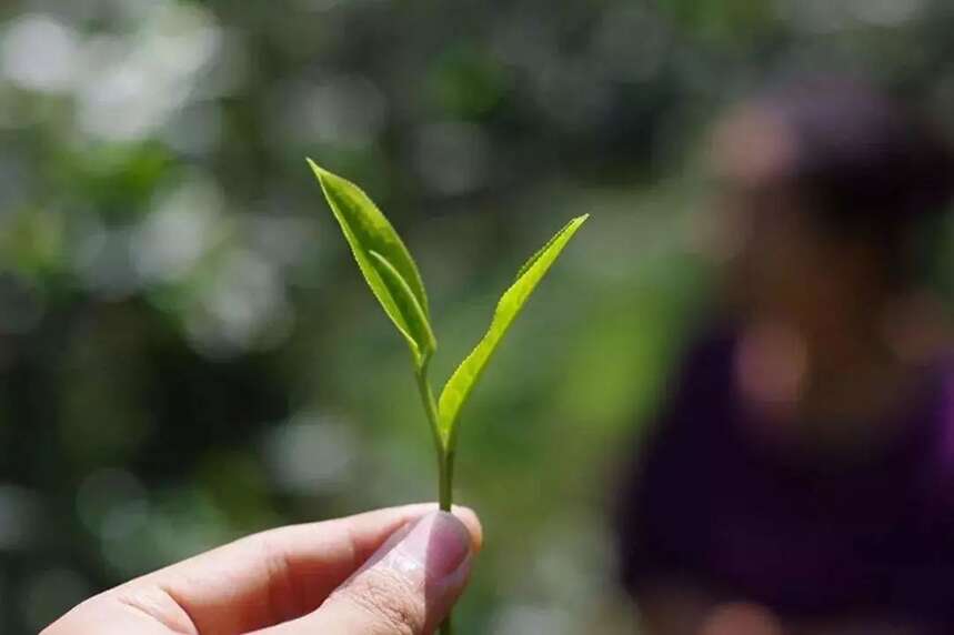 普洱茶有这三种甜，是极品了