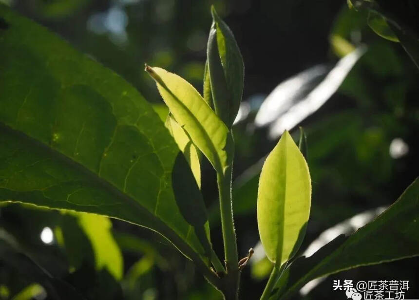 纯料茶PK拼配茶，你站哪队？