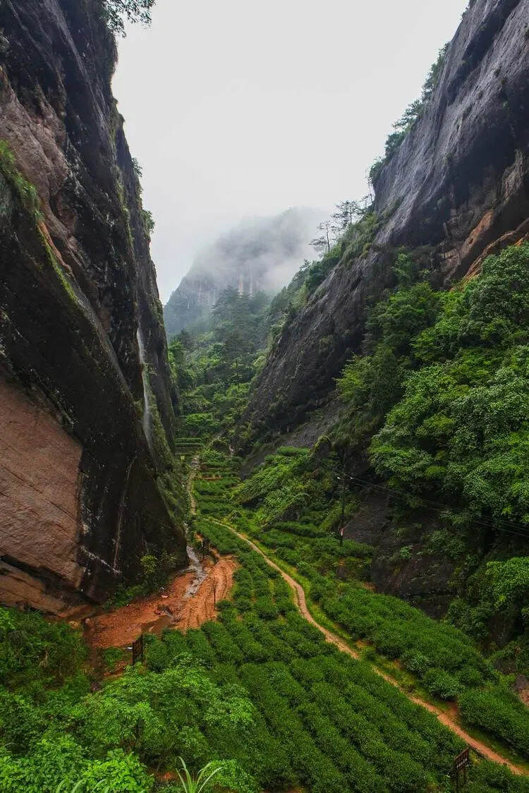 《茶经》中隐藏的普洱茶密码