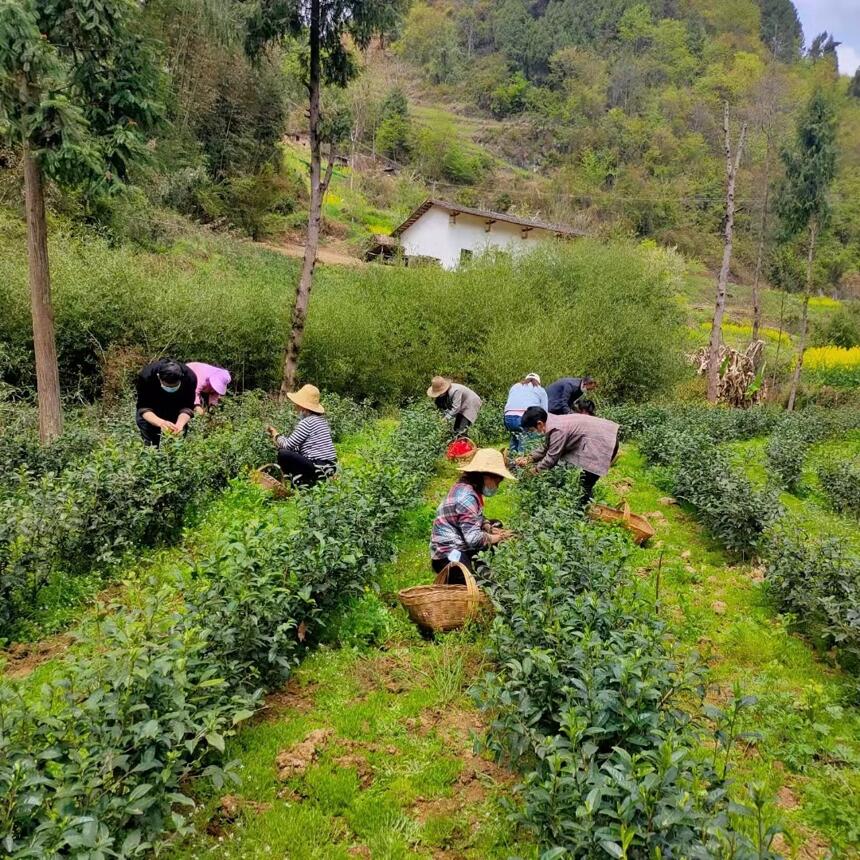 汉阴县漩涡镇：青山茶农采茶忙 茶旅融合促振兴